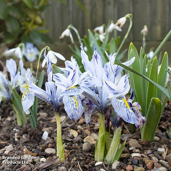 Iris 'Katharine Hodgkin'