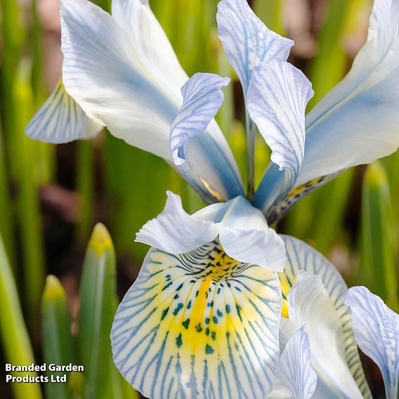 Iris 'Katharine Hodgkin'