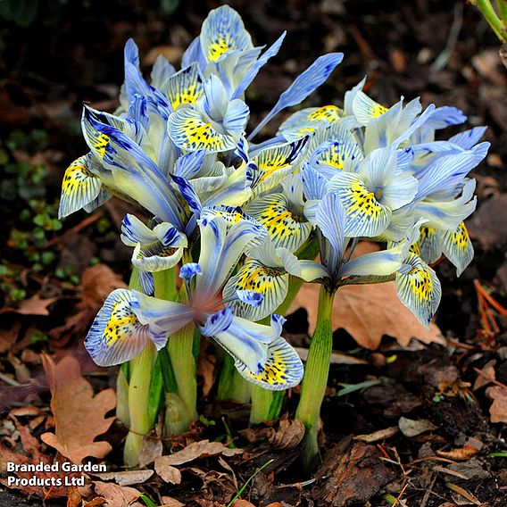 Iris 'Katharine Hodgkin'