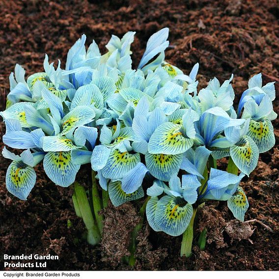Iris 'Katharine Hodgkin'
