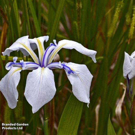 Iris laevigata 'Snowdrift' (Marginal Aquatic)