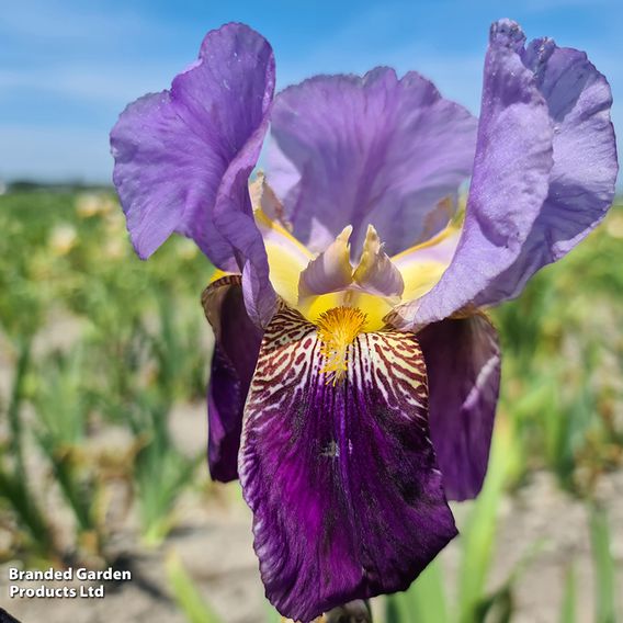 Iris Re-blooming Three Seasons Collection