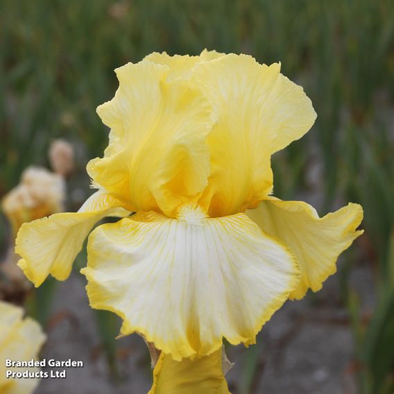 Iris Re-blooming Three Seasons Collection