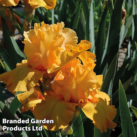 Iris Plant - Orange Harvest (Re-Blooming)