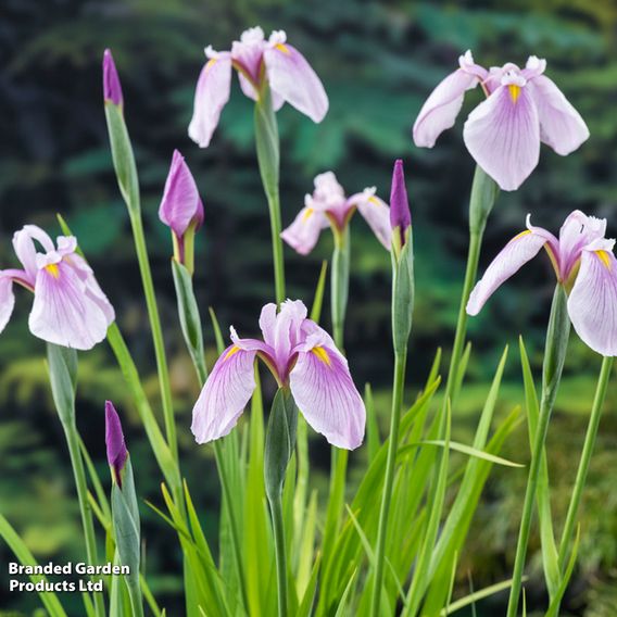 Iris laevigata 'Pink Queen' (Marginal Aquatic)