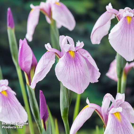 Iris laevigata 'Pink Queen' (Marginal Aquatic)