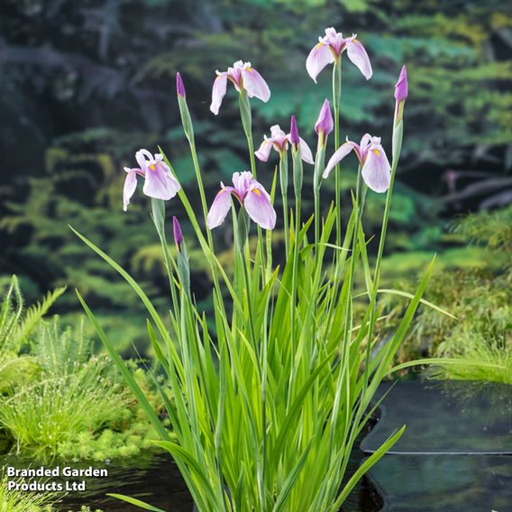 Iris laevigata 'Pink Queen' (Marginal Aquatic)