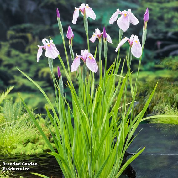 Iris laevigata 'Pink Queen' (Marginal Aquatic)