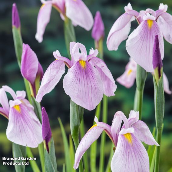 Iris laevigata 'Pink Queen' (Marginal Aquatic)