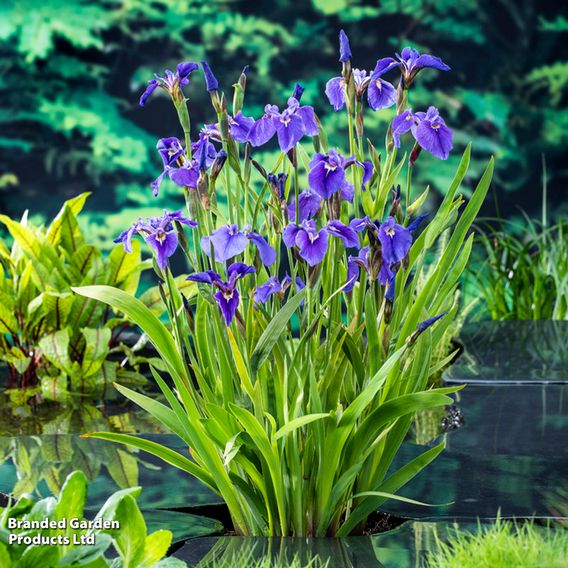 Iris setosa (Marginal Aquatic)