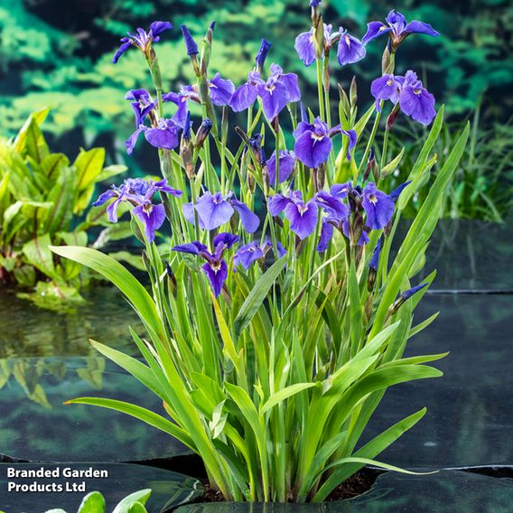 Iris setosa (Marginal Aquatic)