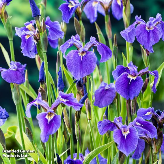 Iris setosa (Marginal Aquatic)