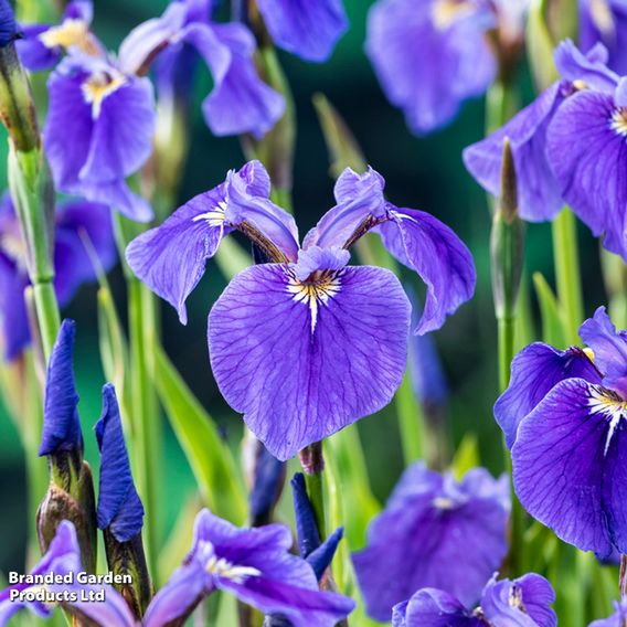 Iris setosa (Marginal Aquatic)
