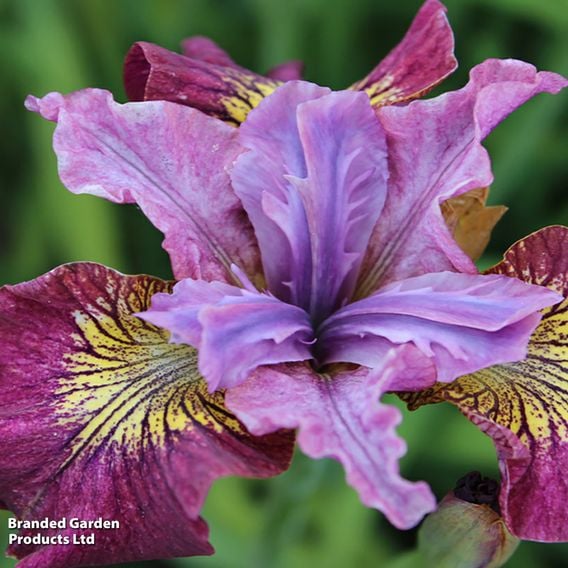 Iris sibirica Peacock Butterfly Collection