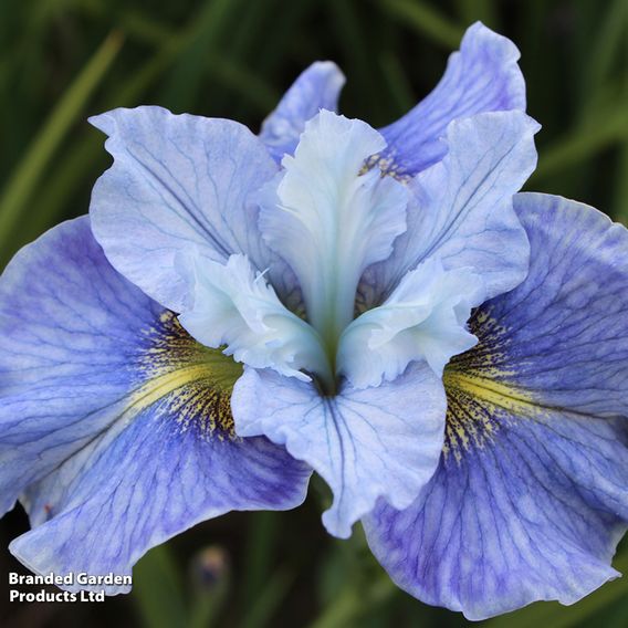 Iris sibirica Peacock Butterfly Collection
