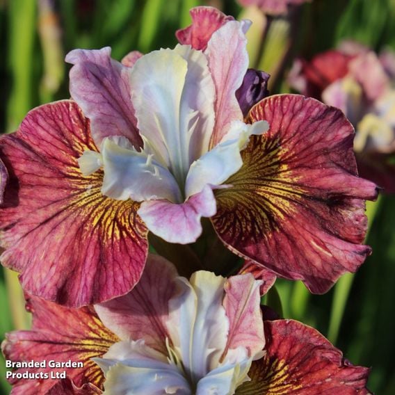 Iris sibirica Peacock Butterfly Collection