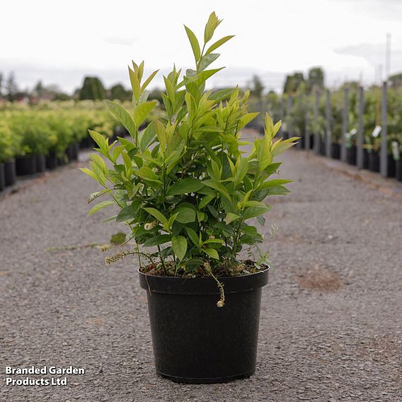 Itea virginica 'Love Child'
