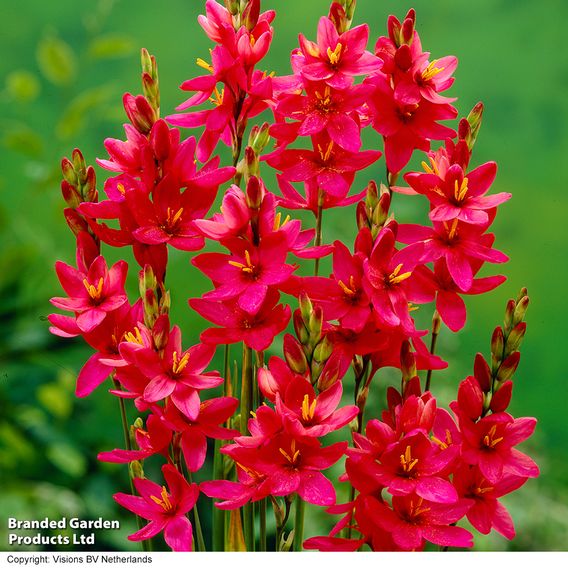 Ixia 'Venus'