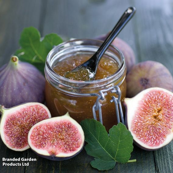 Fig Growers Choice