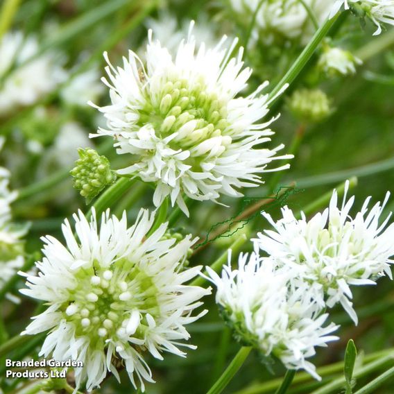 Jasione montana f. alba 'White Delight'