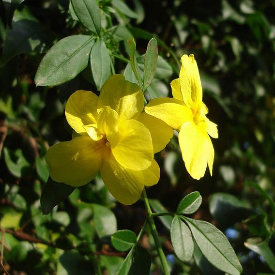 Jasminum nudiflorum