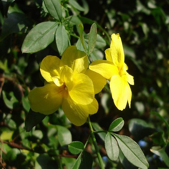 Jasminum Nudiflorum