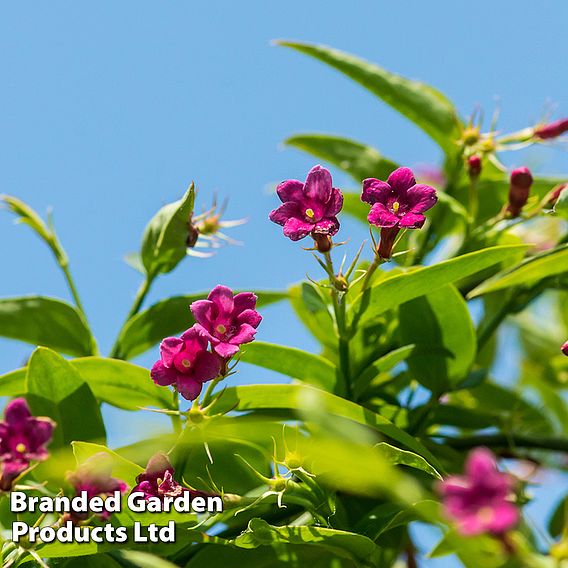 Jasminum beesianum