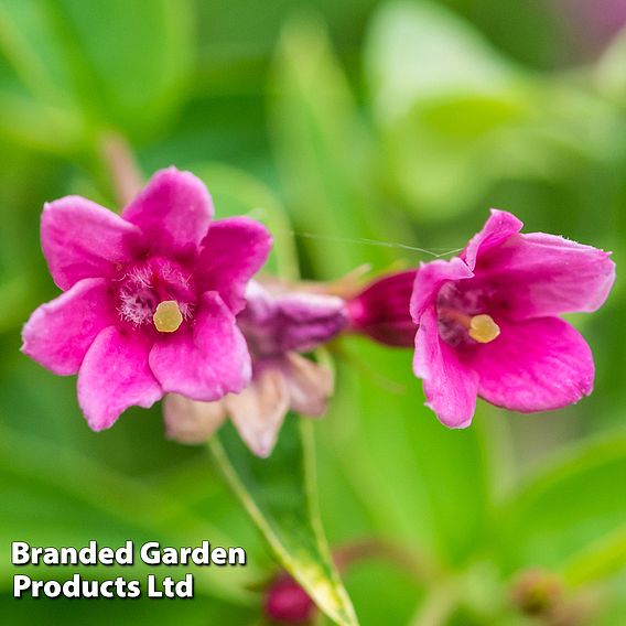 Jasminum beesianum