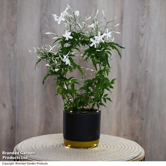 Jasmine On A Hoop