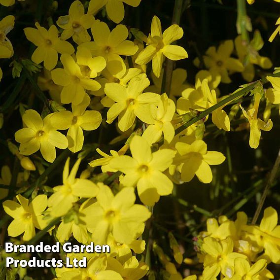 Jasminum nudiflorum