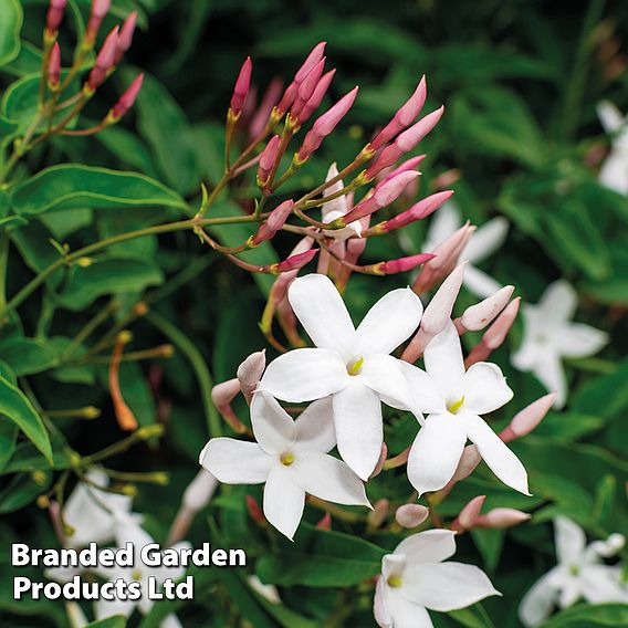 Jasminum officinale