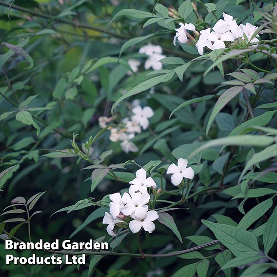 Jasminum officinale