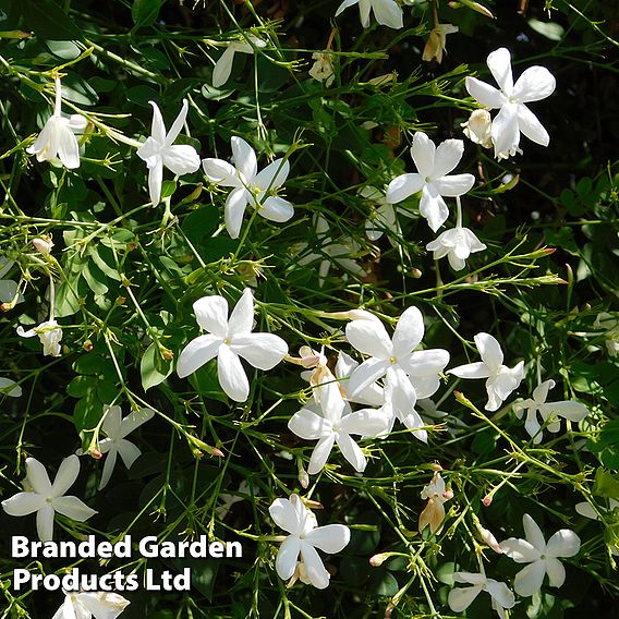 Jasminum officinale