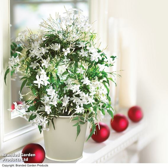 Jasmine On A Hoop
