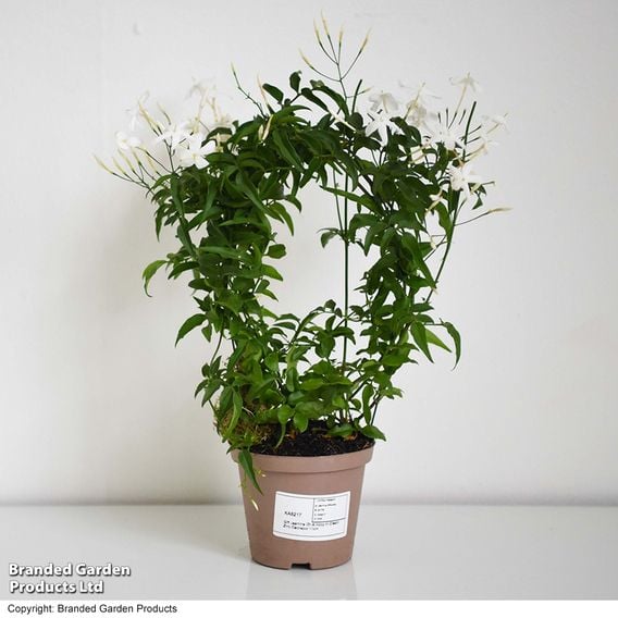 Jasmine On A Hoop