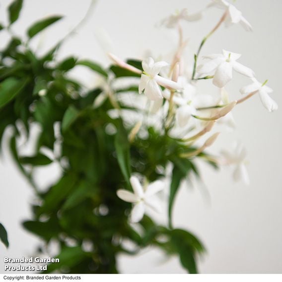 Jasmine On A Hoop