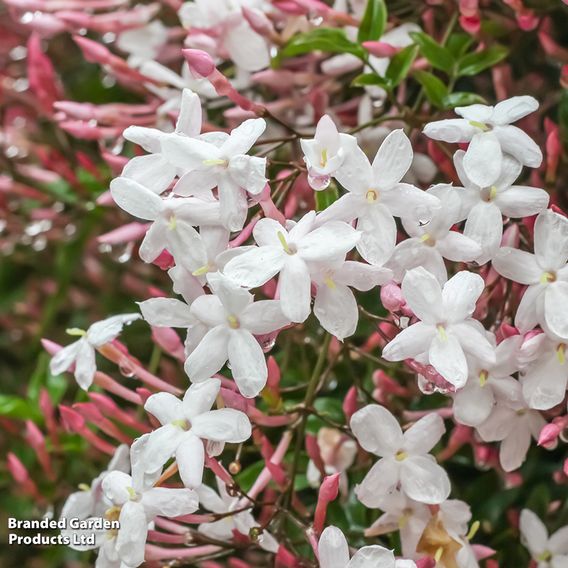 Jasminum polyanthum