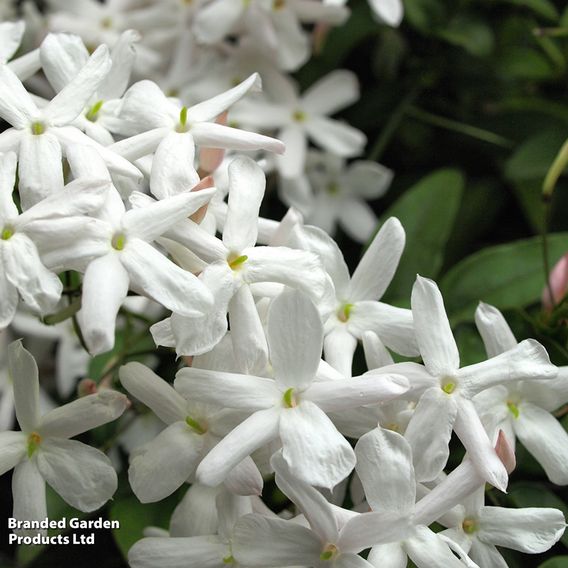 Jasminum polyanthum