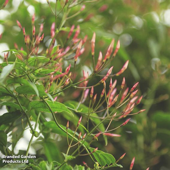 Jasminum polyanthum