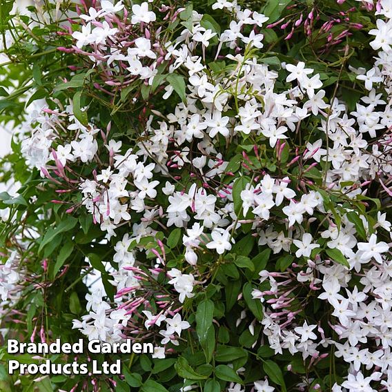 Jasminum x stephanense 'Starry Starry Summer Night'