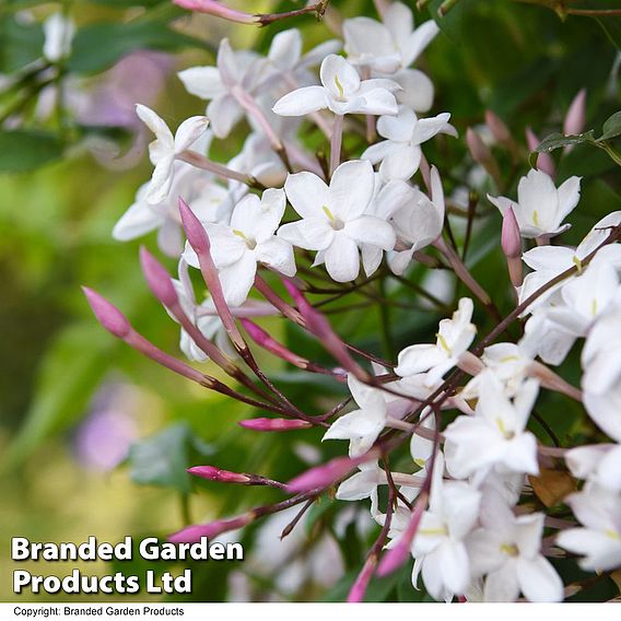 Jasminum x stephanense 'Starry Starry Summer Night'