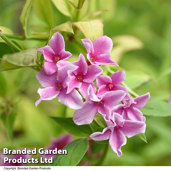 Jasminum x stephanense 'Starry Starry Summer Scent'