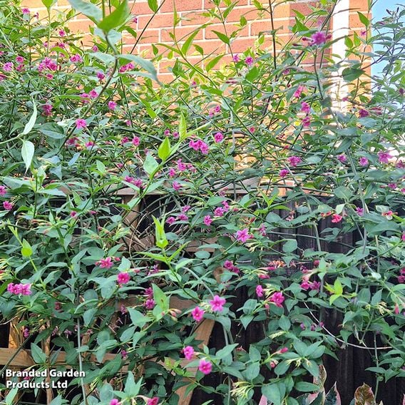 Jasminum x stephanense 'Starry Starry Pink Lady'