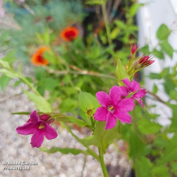 Jasminum x stephanense 'Starry Starry Pink Lady'