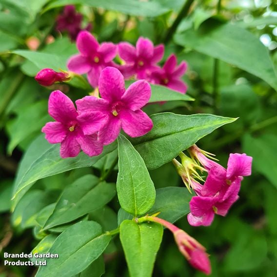 Jasminum x stephanense 'Starry Starry Pink Lady'