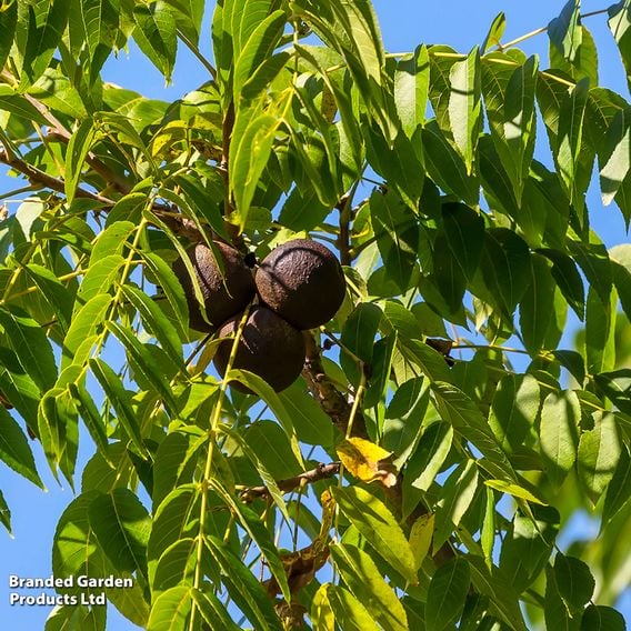 Walnut (Mature Tree)