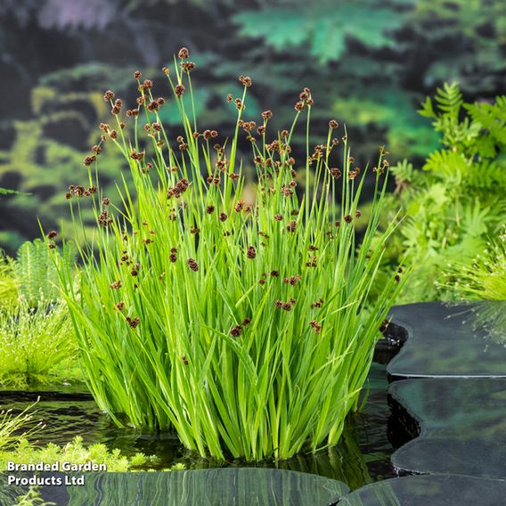 Juncus ensifolius (Marginal Aquatic)