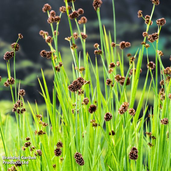 Juncus ensifolius (Marginal Aquatic)