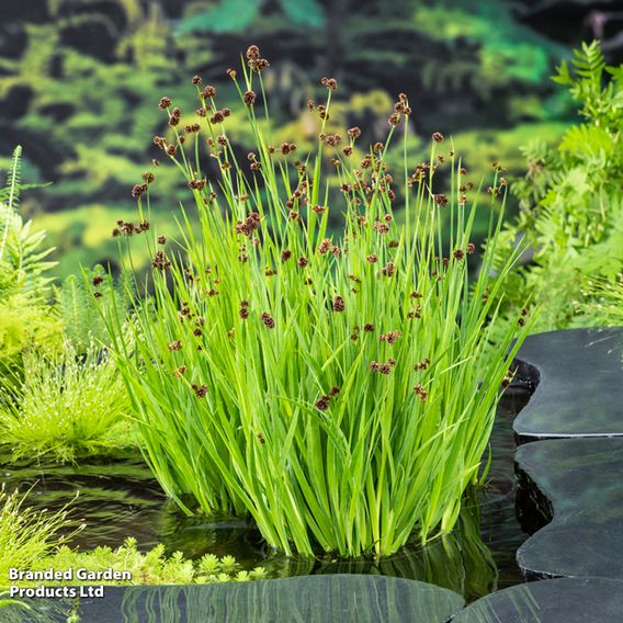 Juncus ensifolius (Marginal Aquatic)