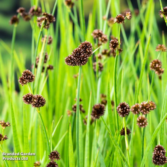 Juncus ensifolius (Marginal Aquatic)
